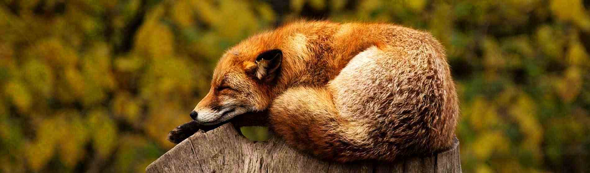 fuchs stressfrei